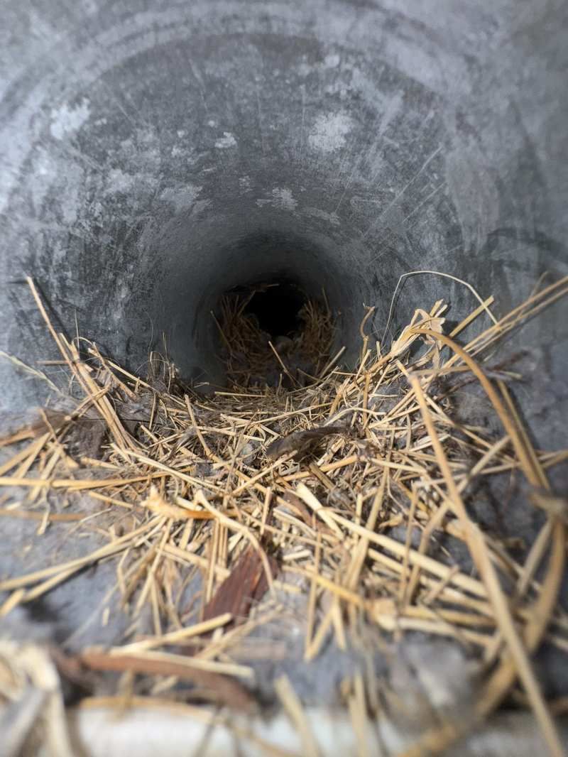 Bird nest blocking chimney flue